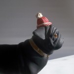 Pug with hat.